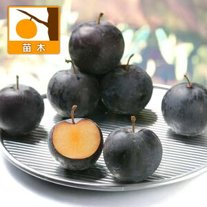 ʎ̕c/XivjFoCI`F[3.5`4.5|bg