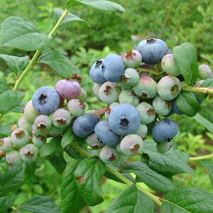 ʎ̕c/u[x[inCubVnjFu[C5|bg