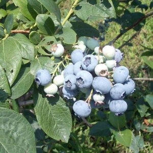 ʎ̕c/u[x[inCubVnjFo[NC5|bg