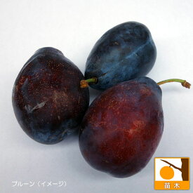 果樹の苗/プルーン2種受粉樹セット：シュガープルーンとプレジデント