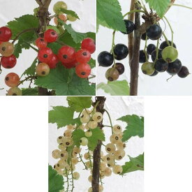 果樹の苗/カシスの苗 3種セット（赤房スグリ・黒房スグリ・白房スグリ）