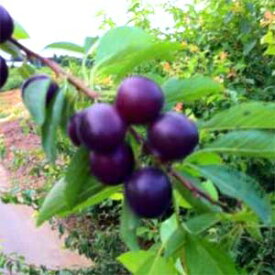 果樹の苗/カルシウムの木（黒実）4～5号ポット