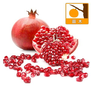 ʎ̕c/UNFؐΞ։i`EJUNIEj4|bg