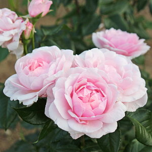 o̕c/hFWEhDEuUbN6pA*