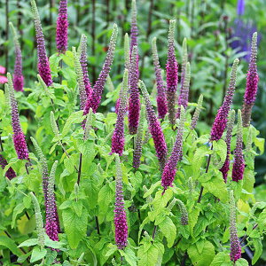 Ԃ̕c/eENE qJjJ3.5|bg 2Zbg