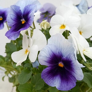 Ԃ̕c/rIFXC[c~bNX@O[ṽ\x4|bg 6|bgZbg