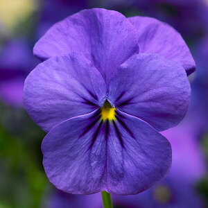 Ԃ̕c/rIFfB[WFC@u[3.5|bg