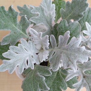 Ԃ̕c/_XeB~[iV^GMNj3-3.5|bg 12Zbg