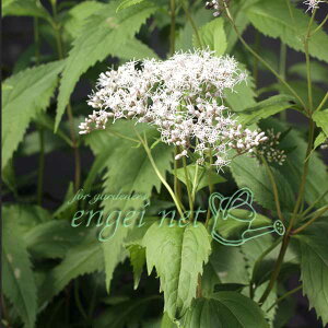 R쑐̕c/tWoJ}F͂Ȃ3|bg