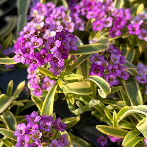 Ԃ̕c/AbTijFnbs[||3-3.5|bg