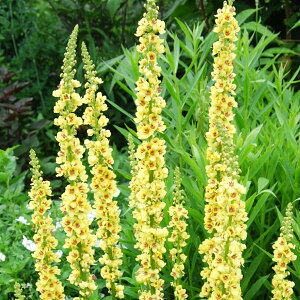 Ԃ̕c/o[oXJFVbNXeC[Lh3.5|bg 3Zbg