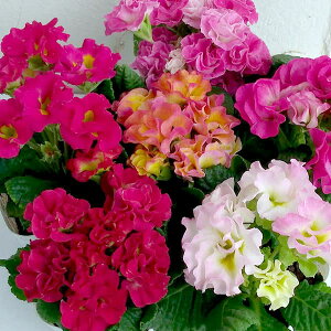 Ԃ̕c/v WAFVVԐFA\[g3|bg