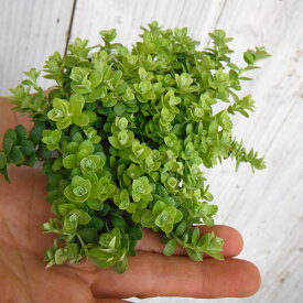 草花の苗/ヘリクリサム：ライムミニ2.5-3号ポット