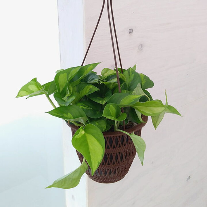 楽天市場】観葉植物/ポトス:グローバルグリーン5号吊り鉢 : 園芸ネット プラス 楽天市場】観葉植物/ポトス:グローバルグリーン5号吊り鉢 : 園芸ネット プラス