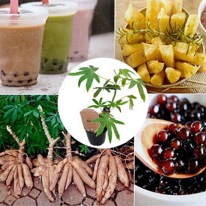 Ԗ ؂̕c/i킯jLbToi^sIJj̕c3`3.5|bg