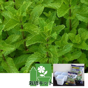 n[u̕c/NG`[|bgF~gFXyA~g͔|Zbgic3j