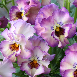 Ԃ̕c/MSKK[fփtWrIFA[k[{[L_[KeictjiA\[gj3|bg