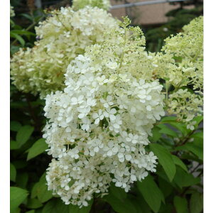 Ԗ ؂̕c/mEcMiЋ؁jF~jzCbv6AiFgzCbvj