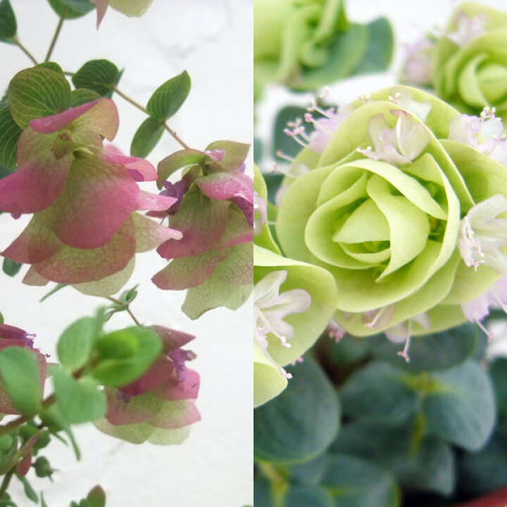 楽天市場 草花の苗 花オレガノ3号ポット人気の2種6株セット ケントビューティ ロタンディフォリウム 園芸ネット プラス