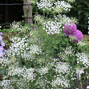 Ԃ̕c/[]A~@O[Xh3-3.5|bg 24Zbg