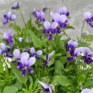 Ԃ̕c/_˃rIFOoj[ p[vC3.5|bg