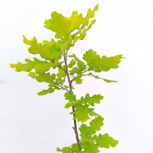 Ԗ ؂̕c/CMXiFRRfBA6|bg