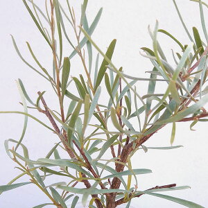 Ԗ ؂̕c/OrAFGh`Ai3`3.5|bg