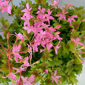 Ԃ̕c/[jEFsNt@C[3.5|bg