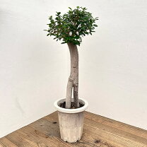 楽天市場】ぱんだガジュマル（観葉植物｜花・観葉植物）：花・ガーデン 