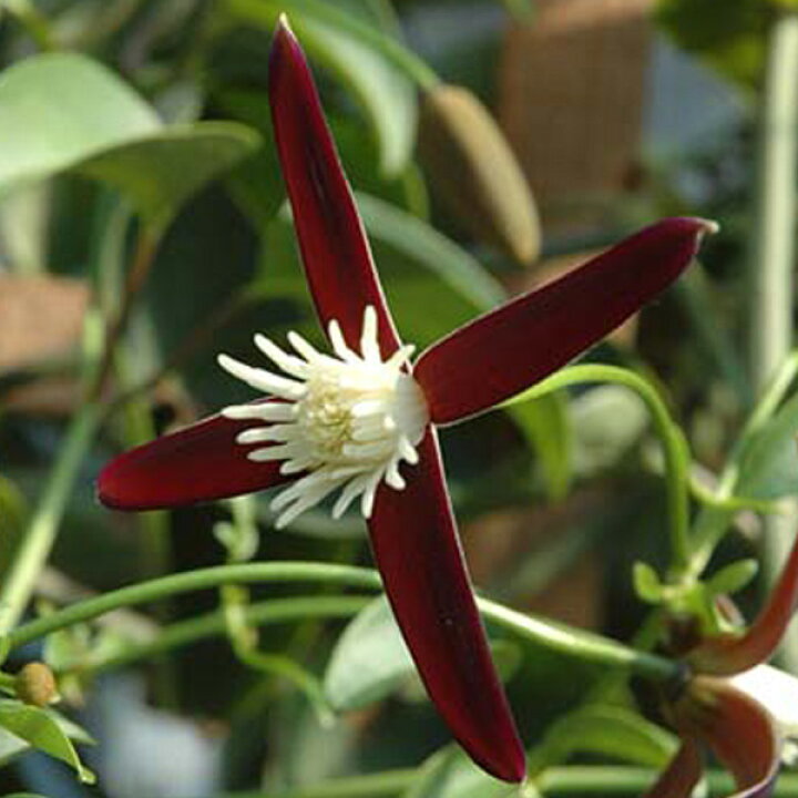 楽天市場 クレマチスの苗 クレマチス ヤエヤマセンニンソウ タシロイ 4 5号ポット フラミュラ系 園芸ネット プラス 楽天市場 クレマチスの苗 クレマチス ヤエヤマセンニンソウ タシロイ 4 5号ポット フラミュラ系 園芸ネット プラス