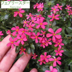 苗 ニチニチソウ 苗の人気商品 通販 価格比較 価格 Com