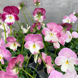 Ԃ̕c/|̃rIFt3-3.5|bg 6Zbg