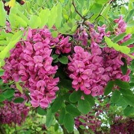 花木 庭木の苗/ニセアカシア（ロビニア）：カスケードルージュ4～5号ロングポット