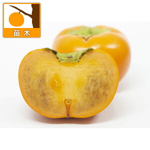 ʎ̕c/JLi`jFイiMHj4|bg