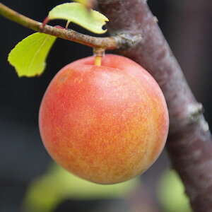 ʎ̕c/Ei~jFIi䂠ˁj4`5|bg