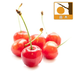 果樹の苗/サクランボ：選抜佐藤錦（大果系）4.5号ポット