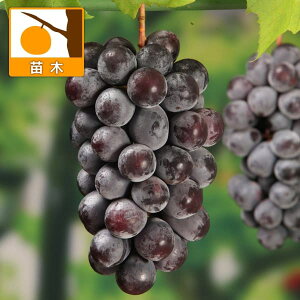 ʎ̕c/uhEFBKV[hX}ؕc4`5|bg[ÂăW[V[A^lŐHׂ₷]