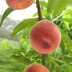 ʎ̕c/(jFЂ߂Ȃ4`5|bg