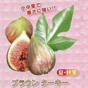 果樹の苗/甘〜いミニイチジク：ブラウンターキー3号ポット