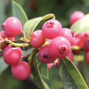 �ʎ��̕c/�u���[�x���[�i���r�b�g�A�C�n�j�F�s���N�����l�[�h�ږؕc5���|�b�g