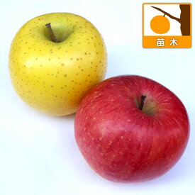 果樹の苗/リンゴ2種受粉樹セット：津軽（つがる）と王林（おうりん）
