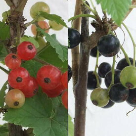 果樹の苗/カシスの苗2種セット（赤房スグリ・黒房スグリ）4～5号ポット
