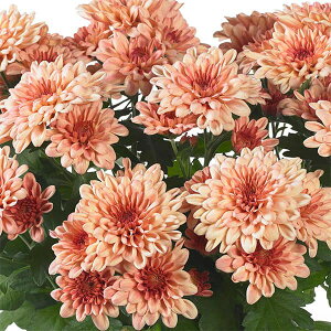 Ԃ̕c/|bgNTZ}E}EgI[rXN T[ 3.5|bg 3Zbg