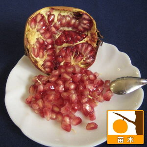 ʎ̕c/UNFXC[gnj[iȂUNj5|bg