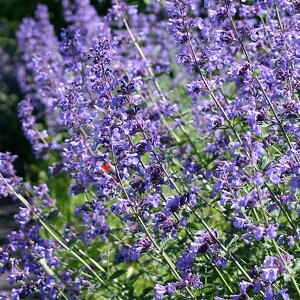 Ԃ̕c/ly^iLbg~gjFWjAEH[J[3.5|bg 2Zbg