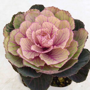 Ԃ̕c/n{^FSbij2.5O|bg 2Zbg