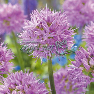 /AE FJjAi W[r[eB[3 2Zbg