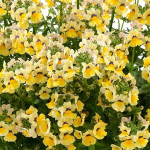 Ԃ̕c/lVAFlVA@TVC3.5|bg