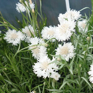 Ԃ̕c/ԑEzCg3|bg 4Zbg