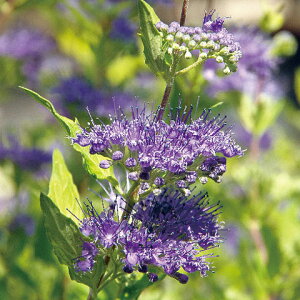 Ԃ̕c/JIveXFEH[ZX^[S[h3.5|bg